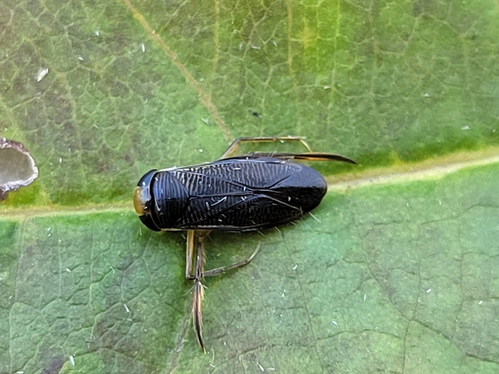 Corixinae from Chauvin, AB T0B 0V0, Canada on August 17, 2023 at 0759
