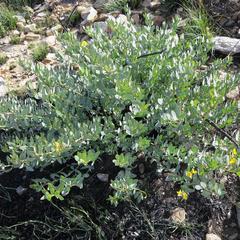 Rafnia elliptica