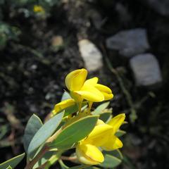 Rafnia elliptica