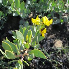 Rafnia elliptica