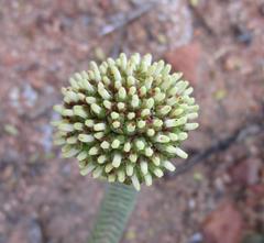 Crassula pyramidalis