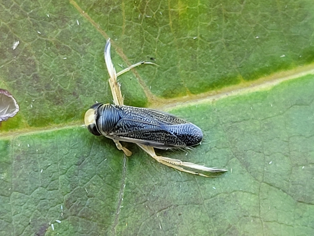 Corixinae from Chauvin, AB T0B 0V0, Canada on August 17, 2023 at 0759