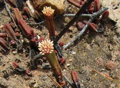 Crassula pyramidalis