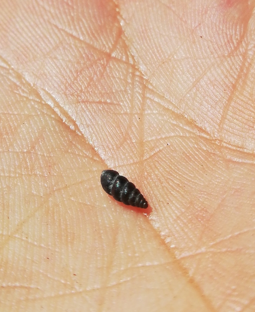 Chondrina cantabroccidentalis