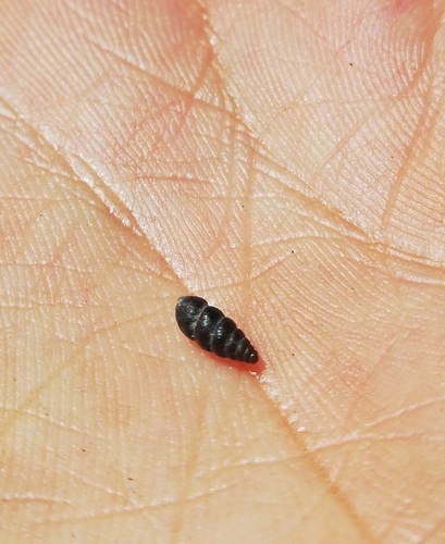 Chondrina cantabroccidentalis