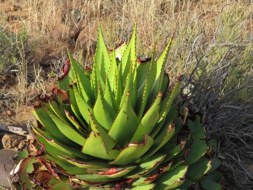 aloe vera gleitgel kondom ceylor Natural Sensitive Aloe Vera (100ml) – ceylor® Online Shop Schweiz