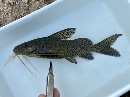 Bubblebarb squeaker (Synodontis woosnami) — Mochokidae