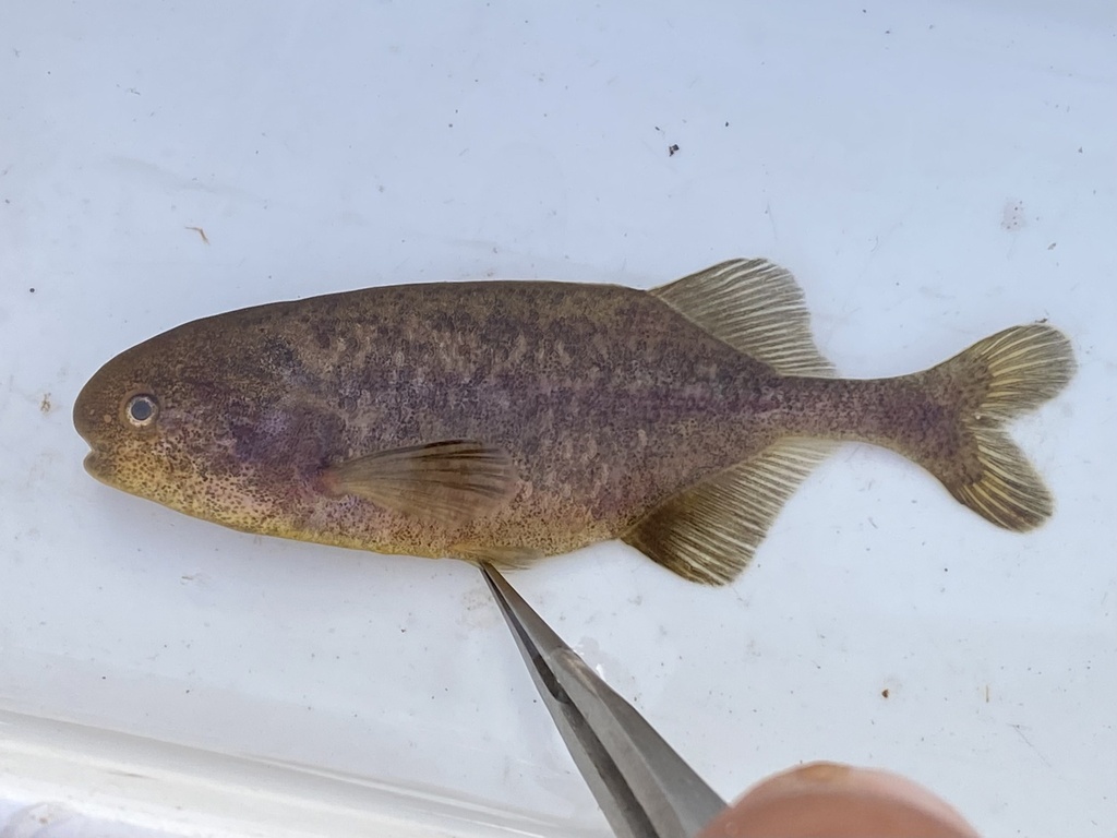 Mariannes olifantsvis (Pollimyrus marianne) — Mormyridae