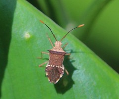 Cletomorpha benita