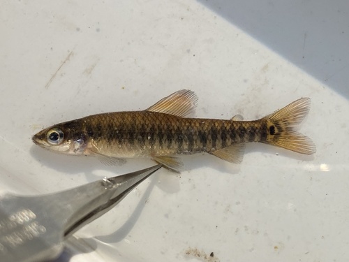 Bandbodemzalm (Nannocharax multifasciatus) — Distichodontidae — 4
