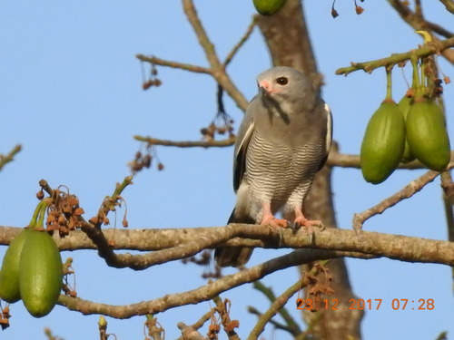 Northern Lizard Buzzard