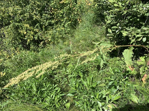 Scottish dock (Rumex aquaticus)