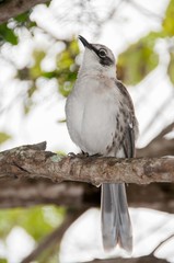 Mimus parvulus