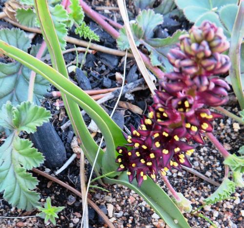 Image of Wurmbea recurva by (c) linkie, some rights reserved (CC BY)