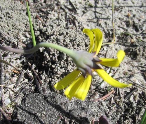 Othonna pinnata