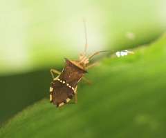 Cletomorpha benita
