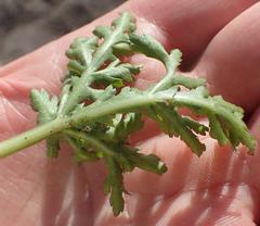 Lichtensteinia interrupta