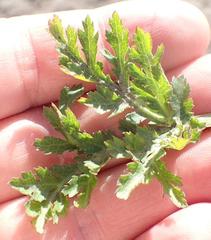 Lichtensteinia interrupta