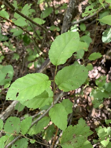 Image of Betula humilis by (c) Valerii Glazunov, some rights reserved (CC BY)