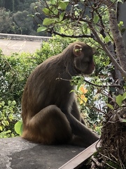 Macaca mulatta