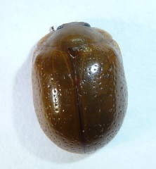 Dicranosterna semipunctata