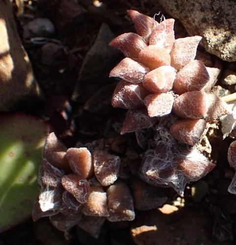 Anacampseros arachnoides