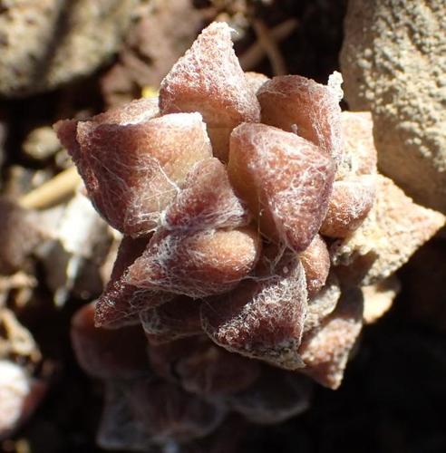 Anacampseros arachnoides