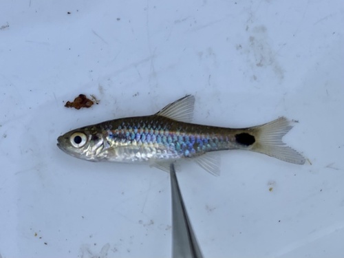 Spottail barb (Enteromius afrovernayi) — Cyprinidae — 5