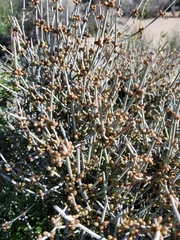 Ephedra aspera