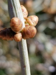 Ephedra aspera