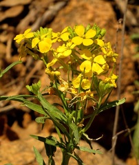 Erysimum asperum