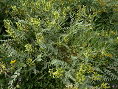 Astragalus lentiginosus nigricalycis