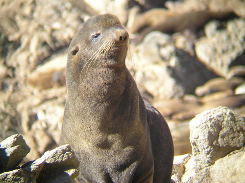 Callorhinus ursinus
