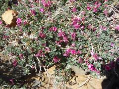 Indigofera hantamensis