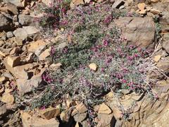 Indigofera hantamensis