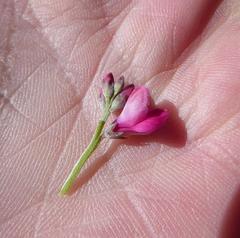 Indigofera hantamensis