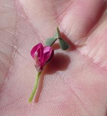 Indigofera hantamensis