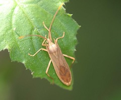 Fracastorius cornutus