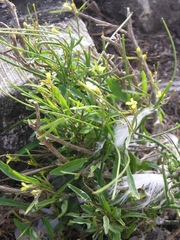 Sisymbrium orientale