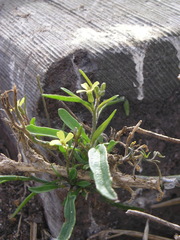 Sisymbrium orientale