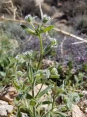 Cryptantha barbigera