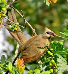 Colius striatus minor