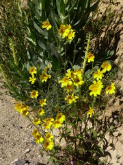 Monolopia lanceolata