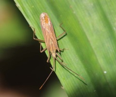 Fracastorius cornutus