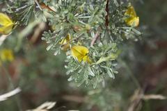 Calobota spinescens