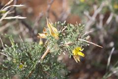 Calobota spinescens