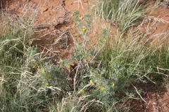 Calobota spinescens