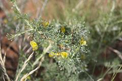 Calobota spinescens
