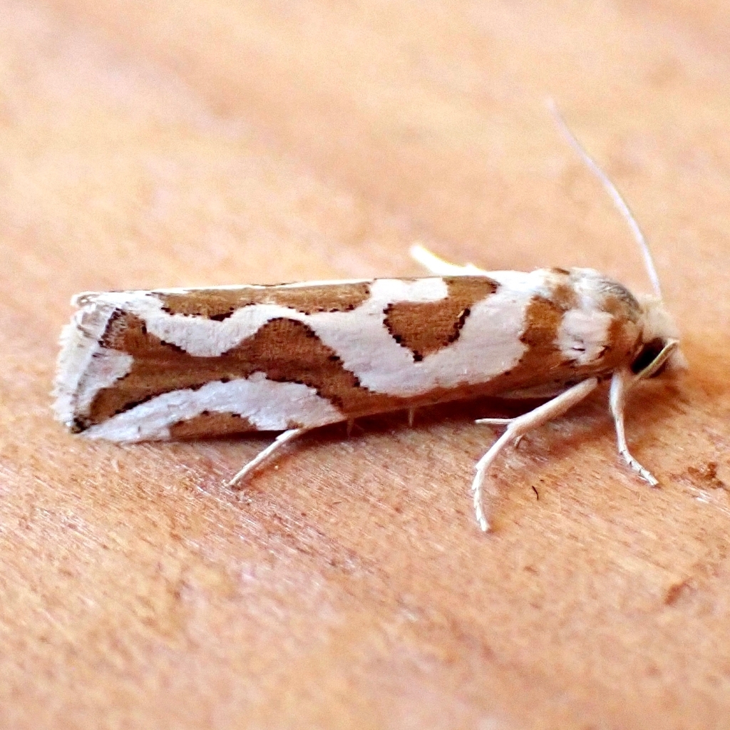 Pelochrista agassizii