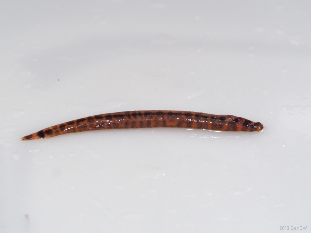 Loche kuhli tachetée de Bornéo (Pangio shelfordii)